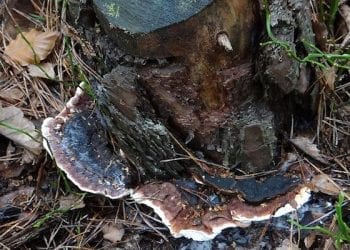 Grzyb z Puszczy Białowieskiej pomoże w walce z rakiem? „Komórki obumierają w sposób zdecydowany”