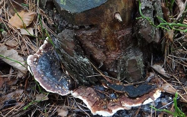 Grzyb z Puszczy Białowieskiej pomoże w walce z rakiem? „Komórki obumierają w sposób zdecydowany”