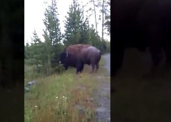 „Autostopem przez świat” w Ameryce. Niebezpieczna przygoda z bizonem