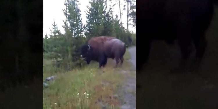 „Autostopem przez świat” w Ameryce. Niebezpieczna przygoda z bizonem