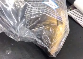 Tak sprzedaje się żywego karpia. Bulwersujące nagranie [WIDEO]