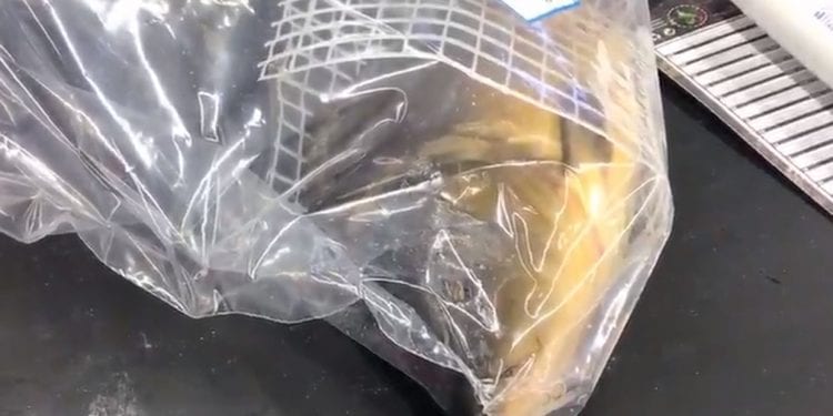 Tak sprzedaje się żywego karpia. Bulwersujące nagranie [WIDEO]