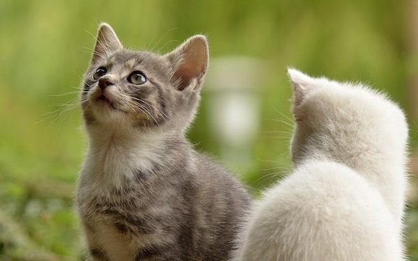 Kotka wsiadła do samolotu w Świdniku, wylądowała w… Warszawie. Teraz poszukiwany jest właściciel