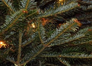 Myśleli, że to zwykła choinka. Była na niej jaszczurka