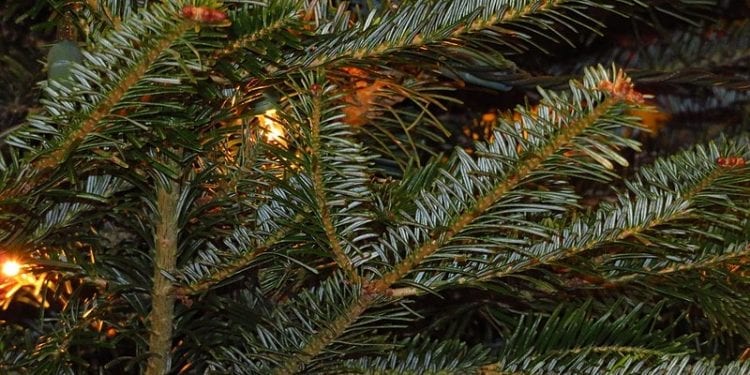 Myśleli, że to zwykła choinka. Była na niej jaszczurka