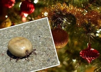 Kupujesz żywą choinkę? Sprawdź jak uchronić się przed kleszczami