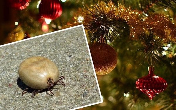 Kupujesz żywą choinkę? Sprawdź jak uchronić się przed kleszczami