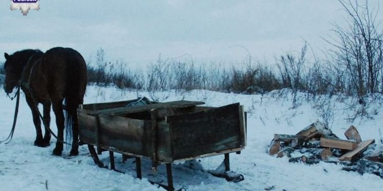 Tragedia podczas zwózki drewna. Nie żyje mężczyzna przygnieciony przez konia