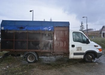 Bili leżącego konia powrozem, aż padł. W ciężarówce mieli więcej wycieńczonych zwierząt [FOTO]