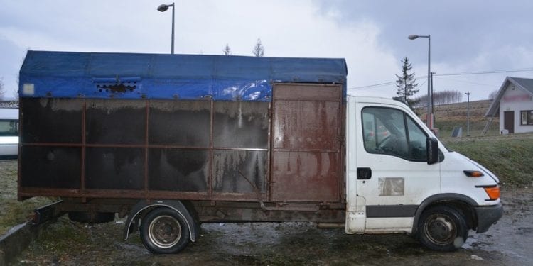 Bili leżącego konia powrozem, aż padł. W ciężarówce mieli więcej wycieńczonych zwierząt [FOTO]