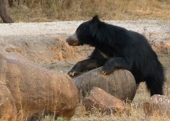 Niedźwiedź rozszarpał Rosjanina. Chciał go nakarmić