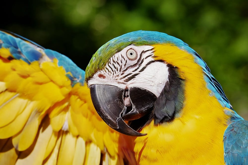 Nie tylko papugi potrafią ludzkim Ornitolog wyjaśnia