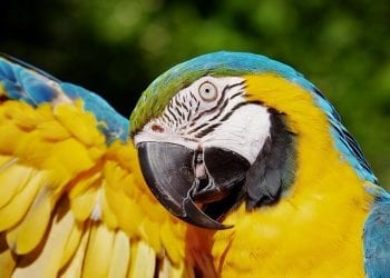 Nie tylko papugi potrafią mówić ludzkim głosem. Ornitolog wyjaśnia