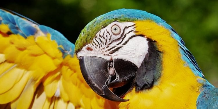 Nie tylko papugi potrafią mówić ludzkim głosem. Ornitolog wyjaśnia
