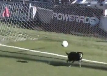 Pies obronił strzał na bramkę [WIDEO]