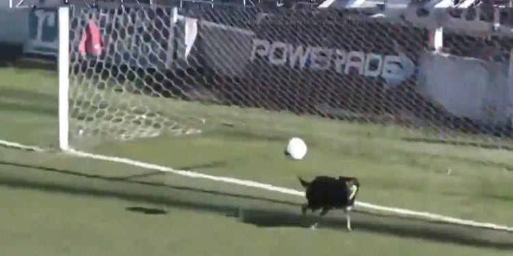 Pies obronił strzał na bramkę [WIDEO]