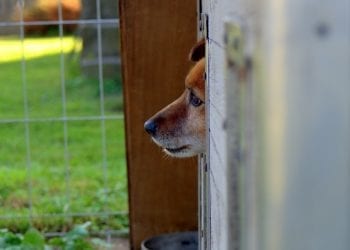 Ktoś powiesił psa koło schroniska. Fundacja wyznaczyła nagrodę za wskazanie sprawcy [FOTO]