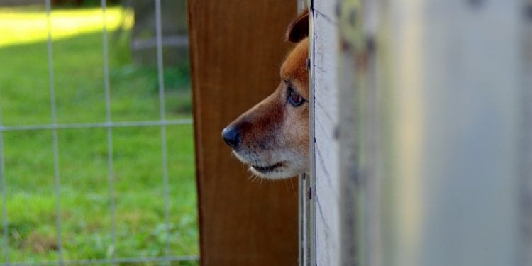 Ktoś powiesił psa koło schroniska. Fundacja wyznaczyła nagrodę za wskazanie sprawcy [FOTO]