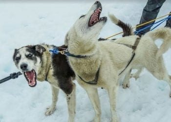 Psy zaatakowały dwójkę dzieci. 9-latka zasłoniła swoim ciałem 4-letniego brata