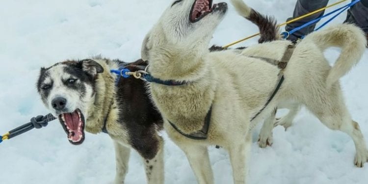 Psy zaatakowały dwójkę dzieci. 9-latka zasłoniła swoim ciałem 4-letniego brata
