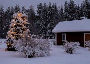 Będzie śnieg na święta? Mamy pierwszą szczegółową prognozę