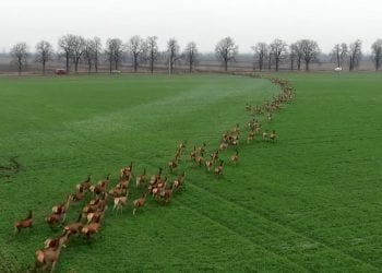 Węgry: Ogromne stado jeleni wybiegło na drogę. Niezwykłe nagranie podbija sieć