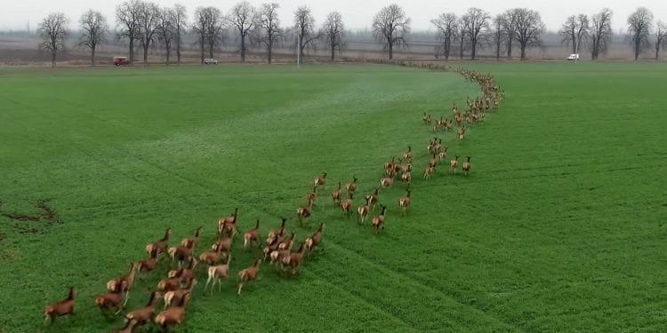 Węgry: Ogromne stado jeleni wybiegło na drogę. Niezwykłe nagranie podbija sieć