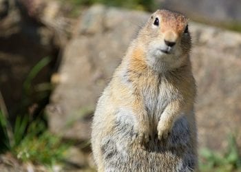 Badania tego gryzonia mogą pomóc w walce z niedożywieniem. Bierze w nich udział Polka
