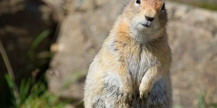 Badania tego gryzonia mogą pomóc w walce z niedożywieniem. Bierze w nich udział Polka