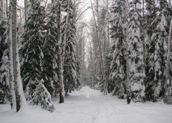 Rosja: Trzylatek samodzielnie wrócił do domu z tajgi. Przeszedł kilka kilometrów przy 35-stopniowym mrozie