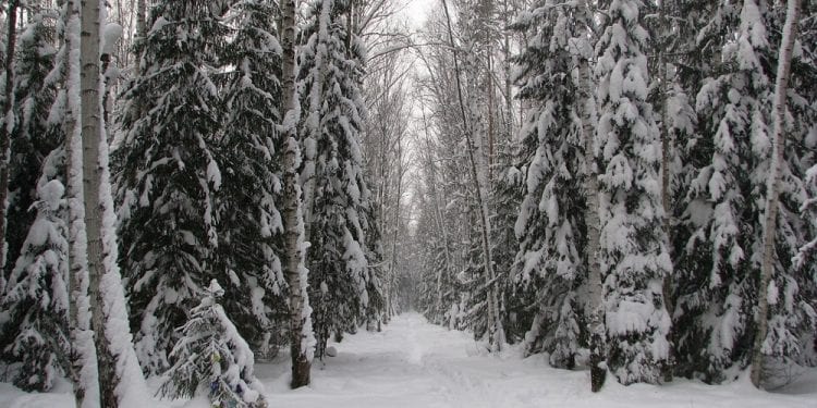 Rosja: Trzylatek samodzielnie wrócił do domu z tajgi. Przeszedł kilka kilometrów przy 35-stopniowym mrozie