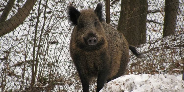 Rzeszów: Dzik zaatakował matkę z dwójką dzieci