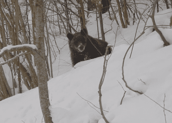 Leśniczy nagrał nietypową „rozmowę” z niedźwiedziem. „Grzesiu, czego ty nie śpisz?” [WIDEO]