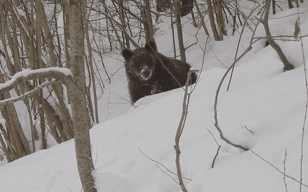 Leśniczy nagrał nietypową „rozmowę” z niedźwiedziem. „Grzesiu, czego ty nie śpisz?” [WIDEO]