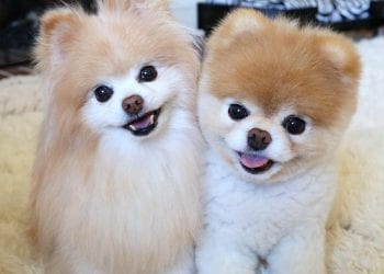 Zmarł Boo, „Najsłodszy pies świata” [FOTO]