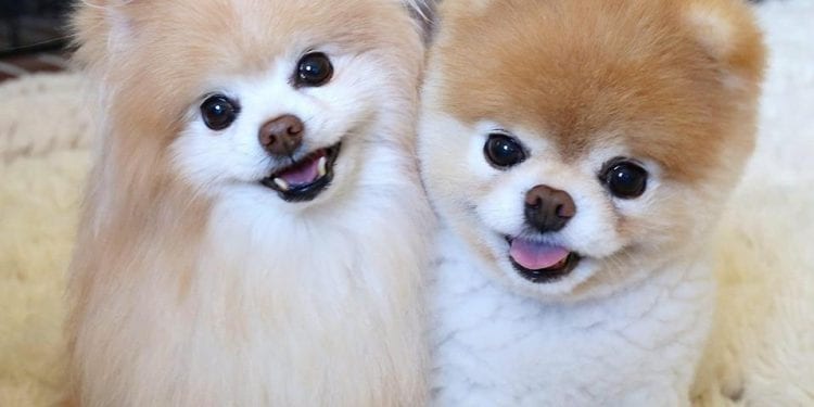 Zmarł Boo, „Najsłodszy pies świata” [FOTO]