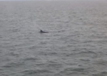 Delfin w Bałtyku. Udało się nagrać morskiego ssaka [WIDEO]