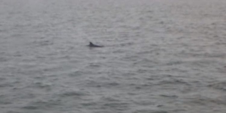 Delfin w Bałtyku. Udało się nagrać morskiego ssaka [WIDEO]