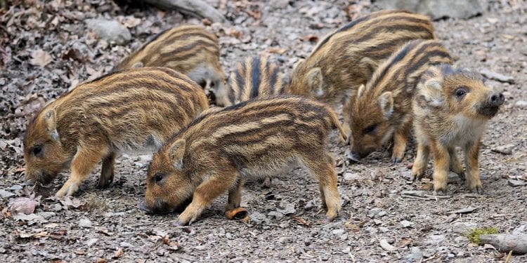 Jest decyzja ws. dzików. Minister zapowiada zakaz strzelania do loch