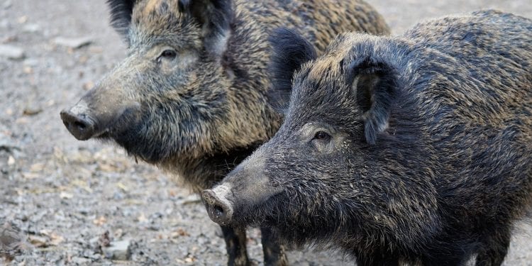 Naukowcy apelują do premiera o wstrzymanie odstrzału dzików