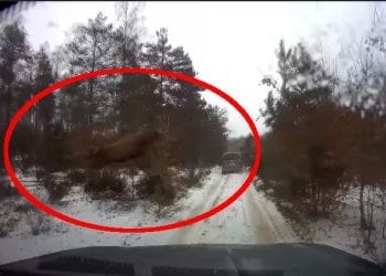Jeleń przeleciał nad maską. Jest nagranie [WIDEO]