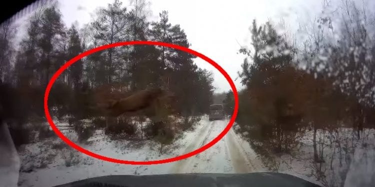 Jeleń przeleciał nad maską. Jest nagranie [WIDEO]