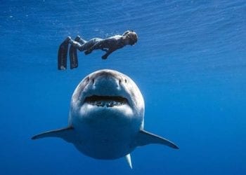 Największy żarłacz na Ziemi nagrany! Nurkowie spotkali Deep Blue