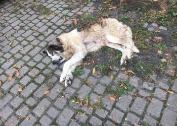 Proboszcz odpowie za znęcanie się nad psem? Zwierzę znaleziono pod kościołem [FOTO]