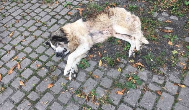 Proboszcz odpowie za znęcanie się nad psem? Zwierzę znaleziono pod kościołem [FOTO]