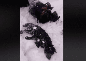 Wstrząsające odkrycie na posesji. Znaleziono dwa zamarznięte psy [WIDEO]