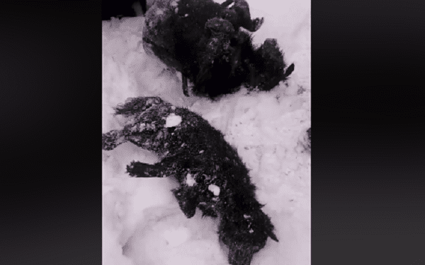 Wstrząsające odkrycie na posesji. Znaleziono dwa zamarznięte psy [WIDEO]