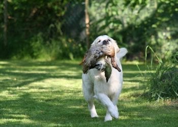 Przyrodnicy: W Polsce żyją dziesiątki tysięcy zdziczałych psów. Jak rozwiązać ten problem?