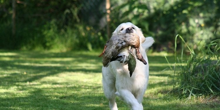 Przyrodnicy: W Polsce żyją dziesiątki tysięcy zdziczałych psów. Jak rozwiązać ten problem?