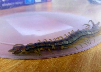 Warszawa. Jadowity stwór wypełzł z prania. To skolopendra